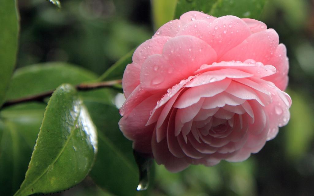 曼佗罗花(山茶花)图片