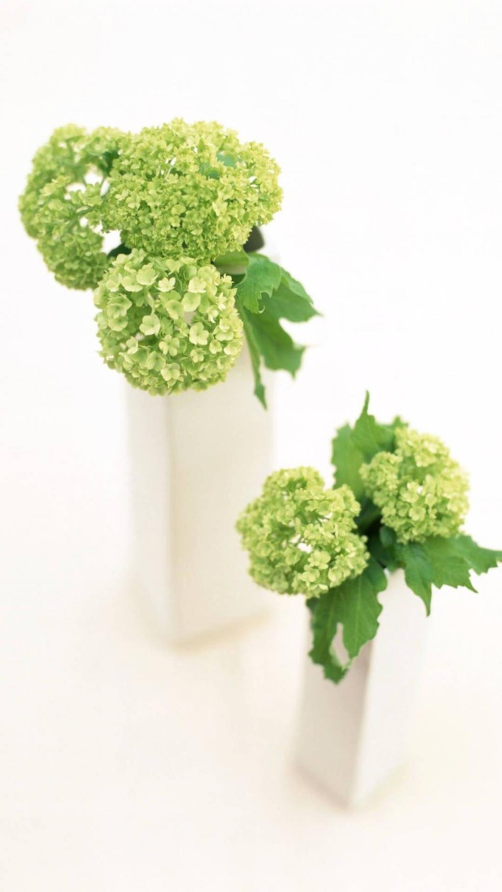 绿色治愈系植物木绣球