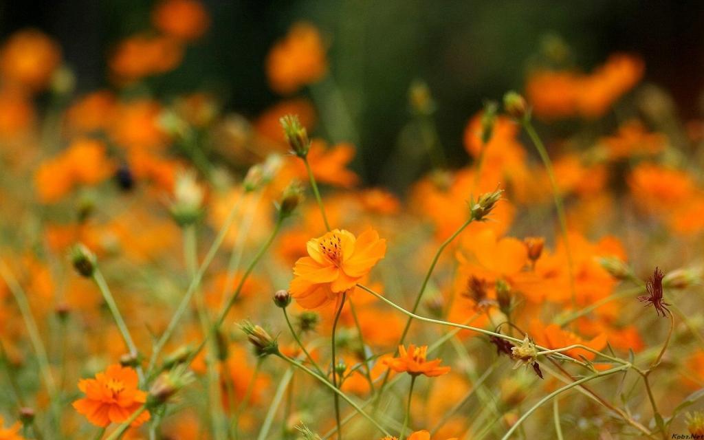 清新的大波斯菊