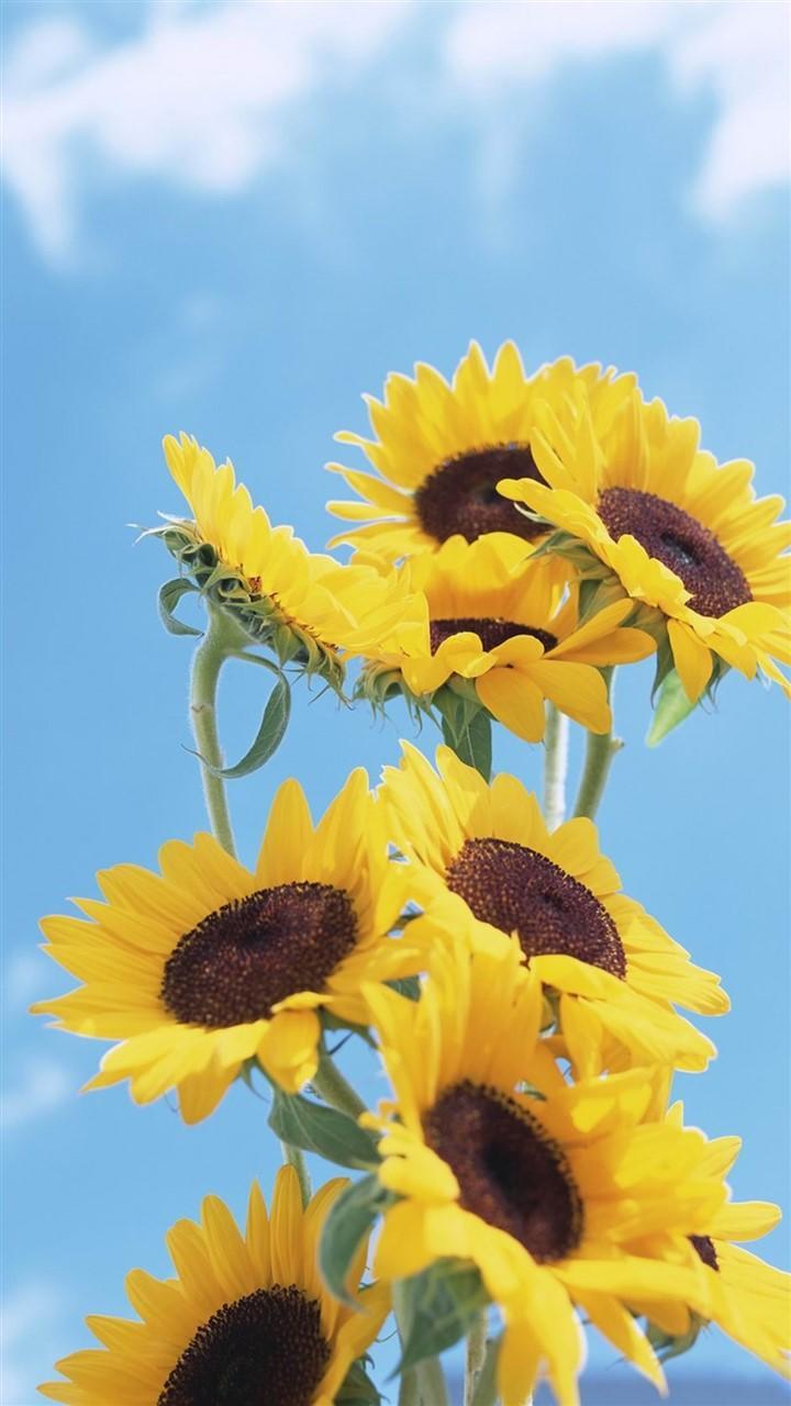 向日葵清新摄影安卓壁纸