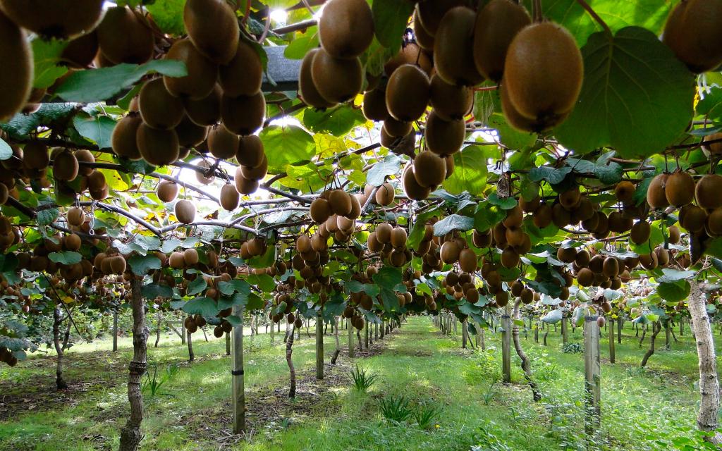 猕猴桃是一种深受消费者喜爱的水果