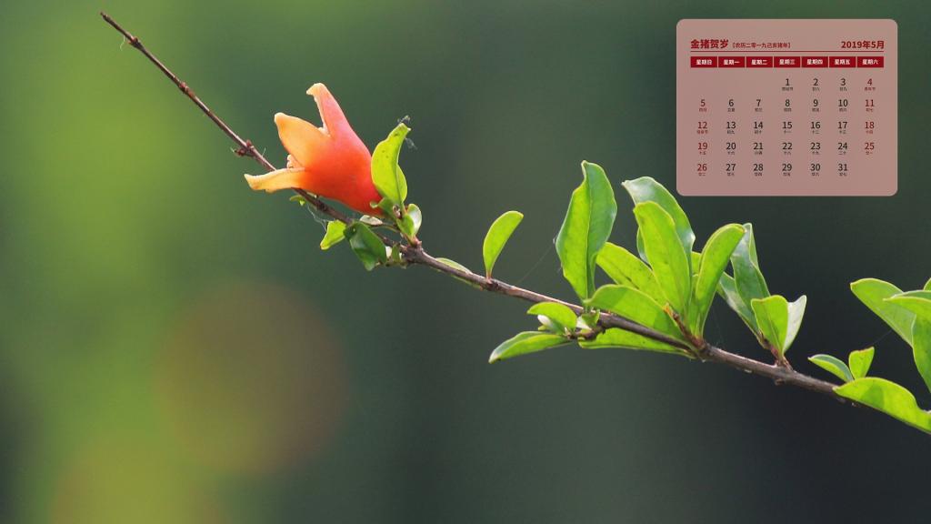 2019年5月艳红似火的石榴花日历