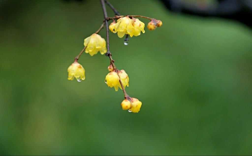 江南里绽放的腊梅