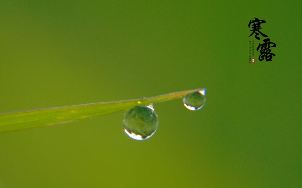 中国传统节气之寒露
