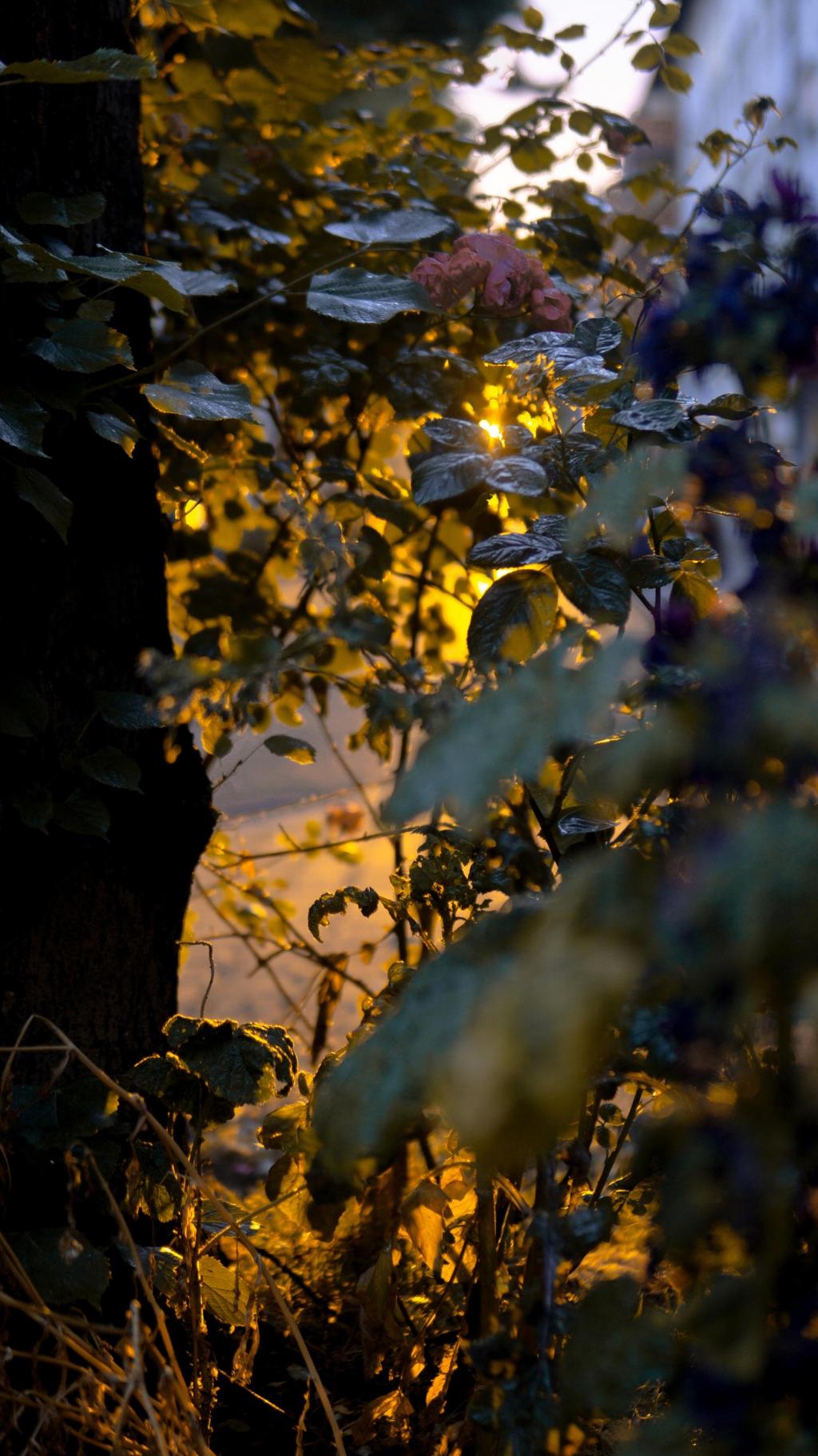 秋日黄昏唯美街景