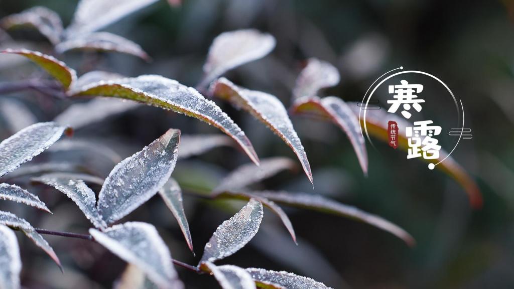 寒露时节唯美秋霜微距摄影