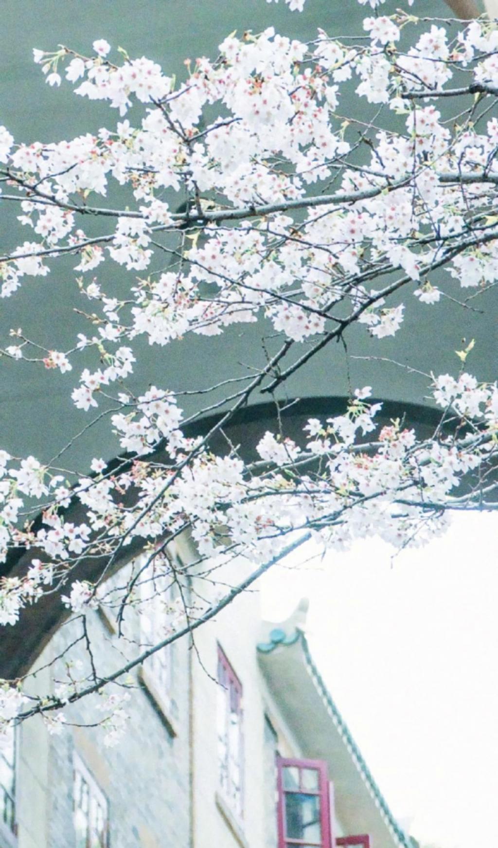 邂逅于唯美的浪漫樱花世界