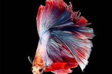 漂亮的多彩斗鱼