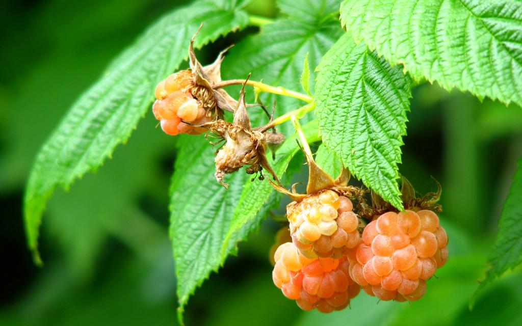 营养丰富的山莓