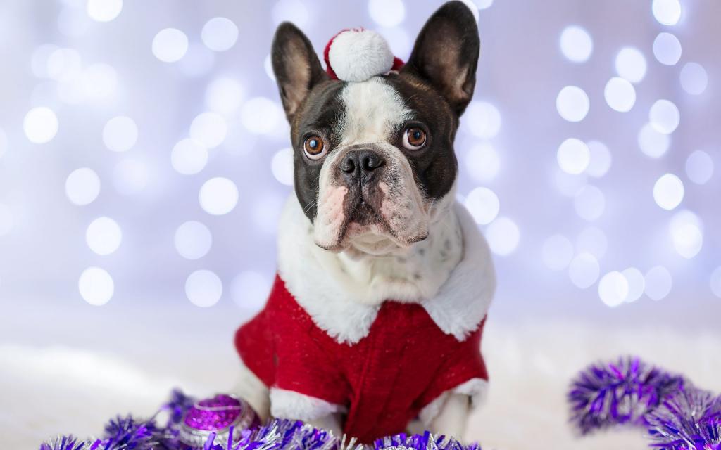圣诞装的可爱小狗