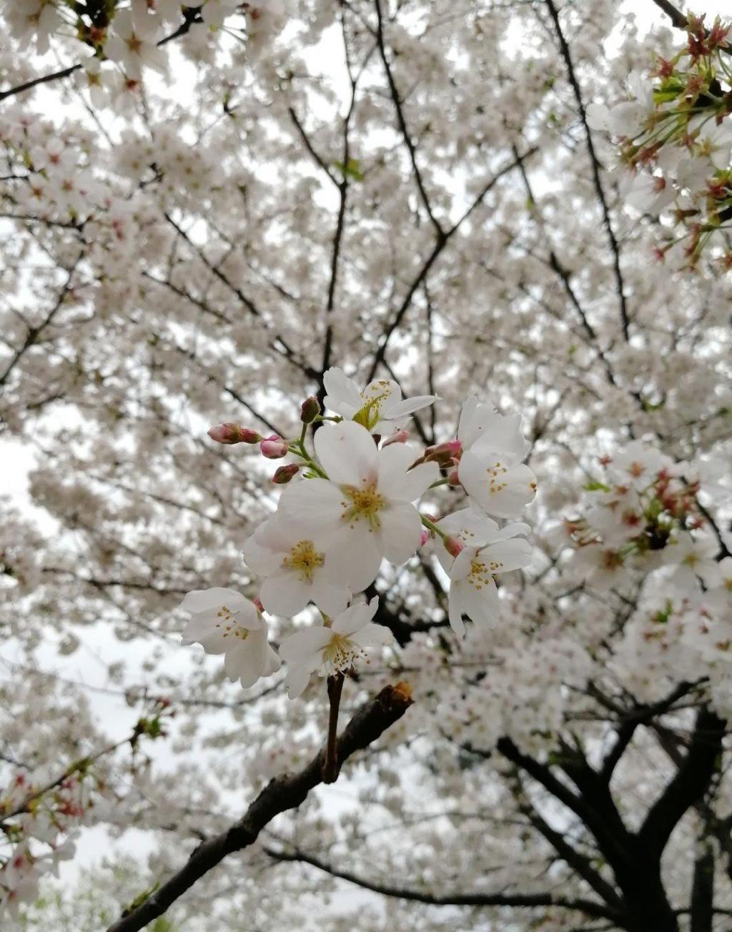 武大樱花将进入盛开期