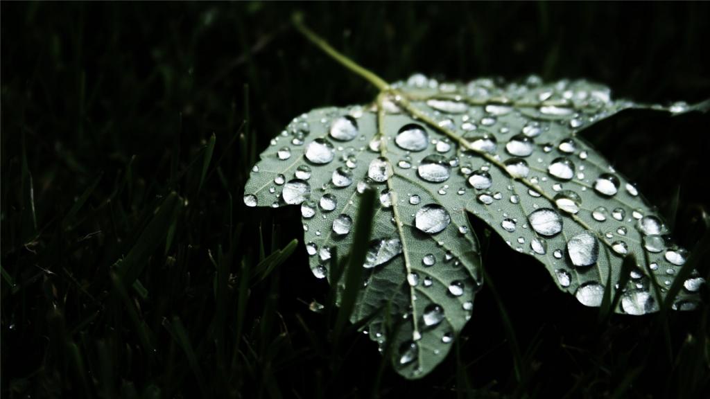 清晨植物上的露珠