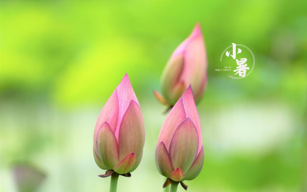 传统节气清新小暑