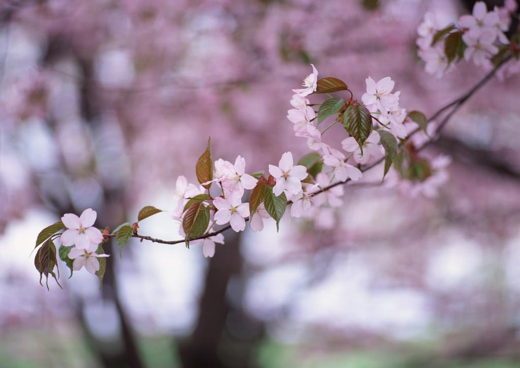 桃花烂漫