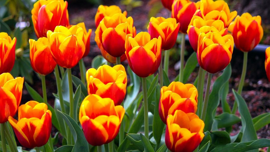 优雅高贵郁金香