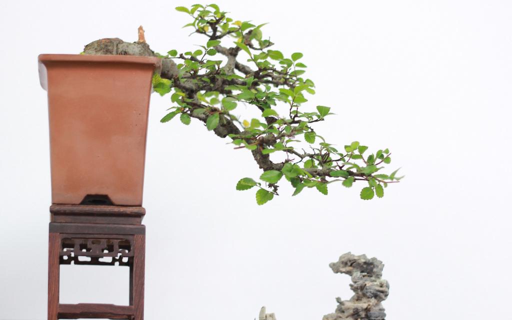 绿色观赏植物盆栽