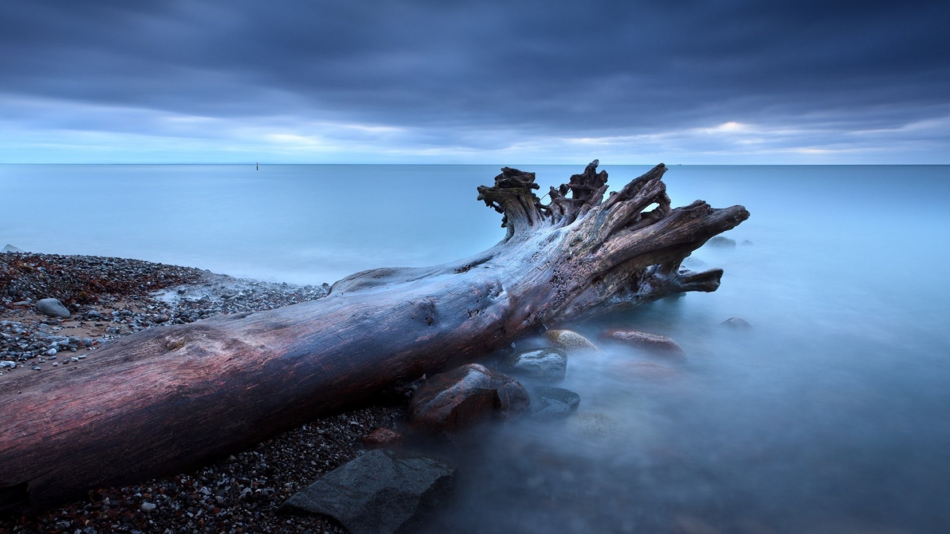 大树树根自然风景