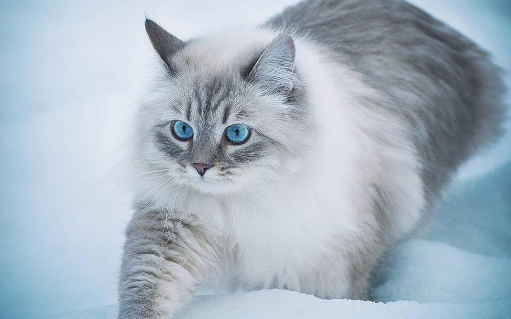 雪中行走的可爱猫咪