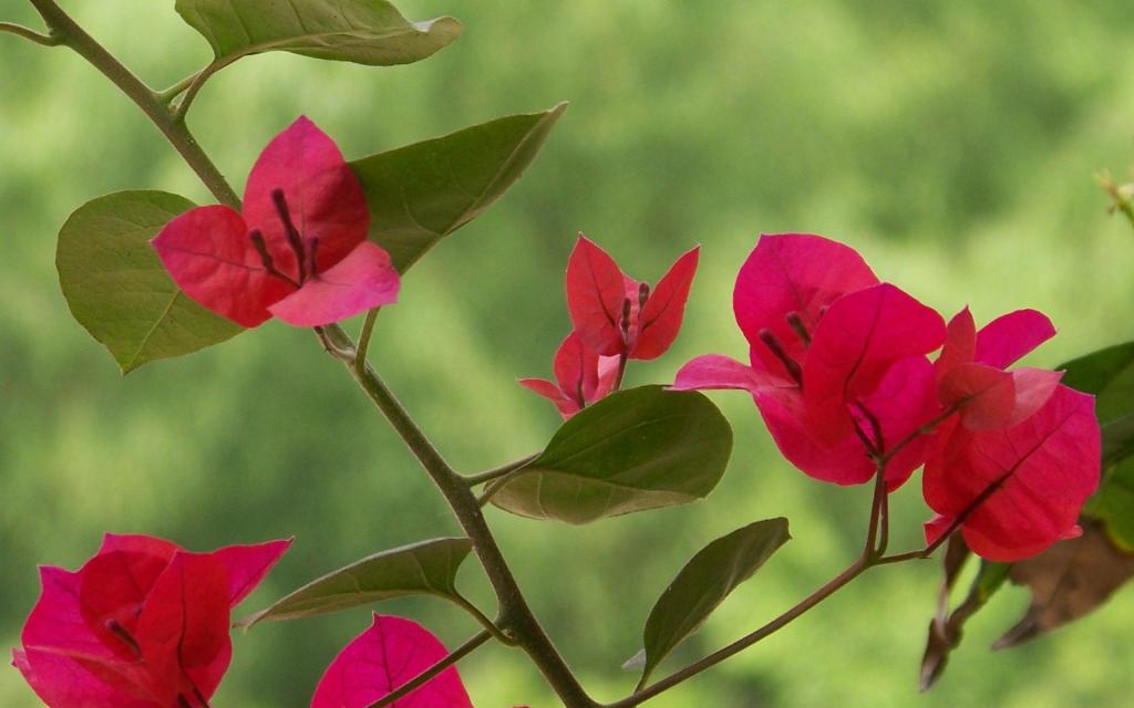 三角梅花卉图片