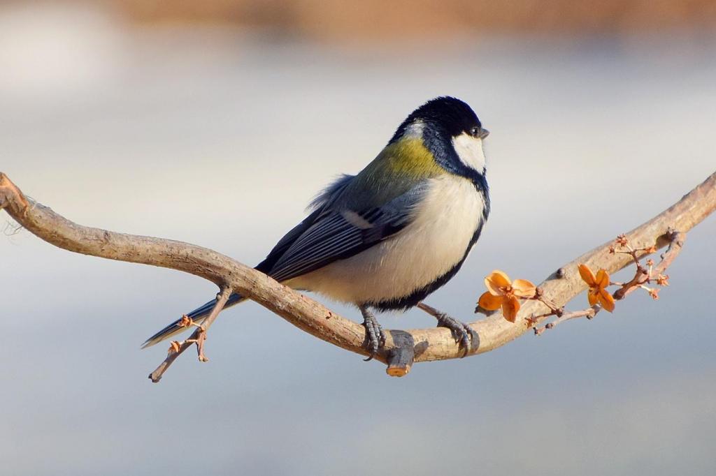 与树枝为伴的大山雀