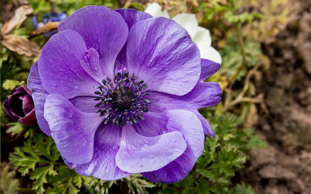 紫色冠状银莲花