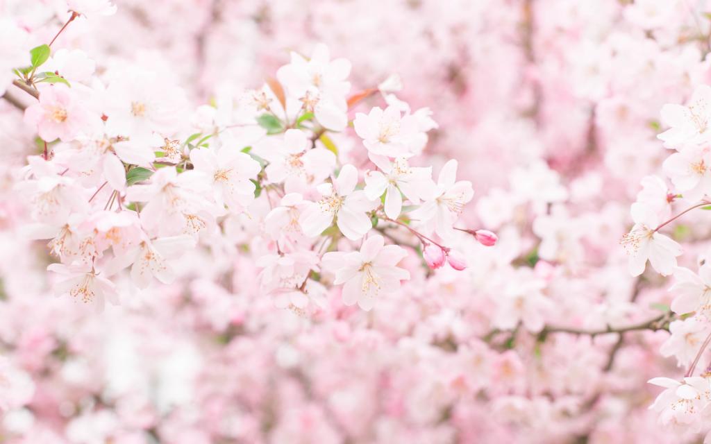 武汉大学樱花大道