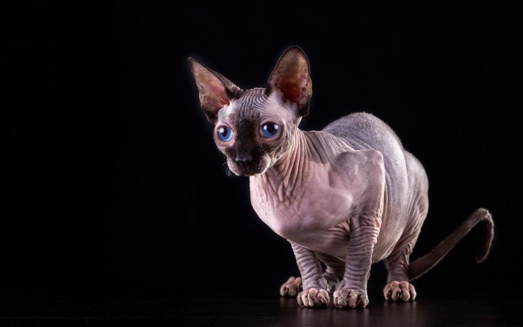 斯芬克斯猫(加拿大无毛猫)