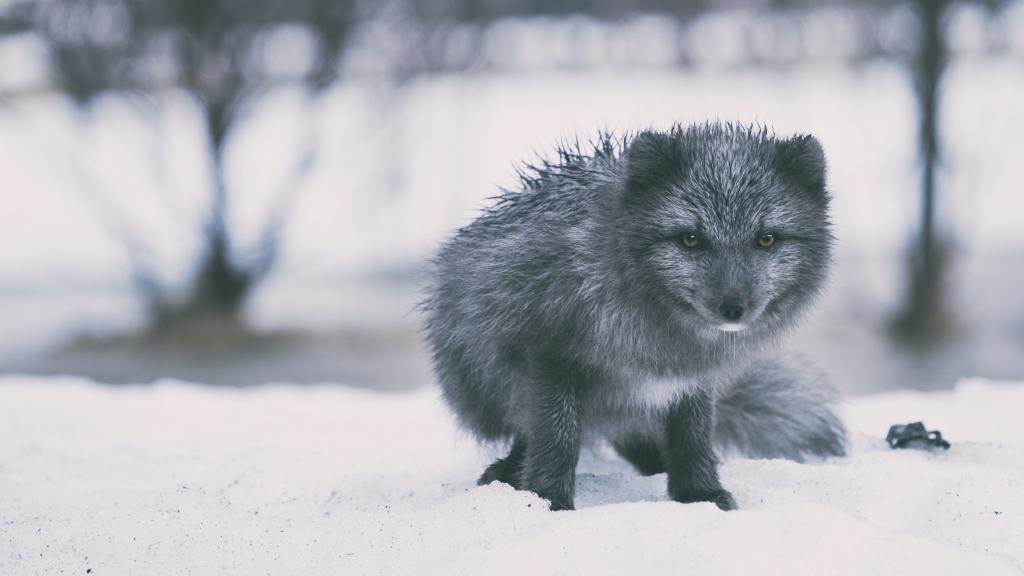 单纯可爱的狐狸图片