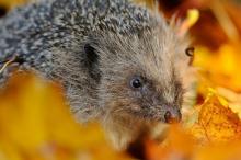 超萌的可爱刺猬