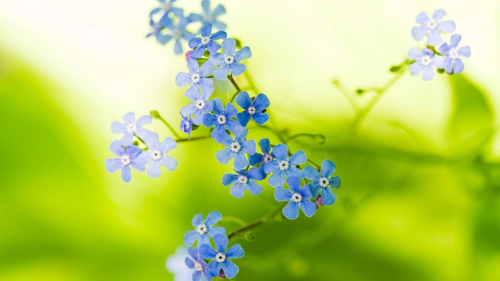 蓝色唯美花卉植物