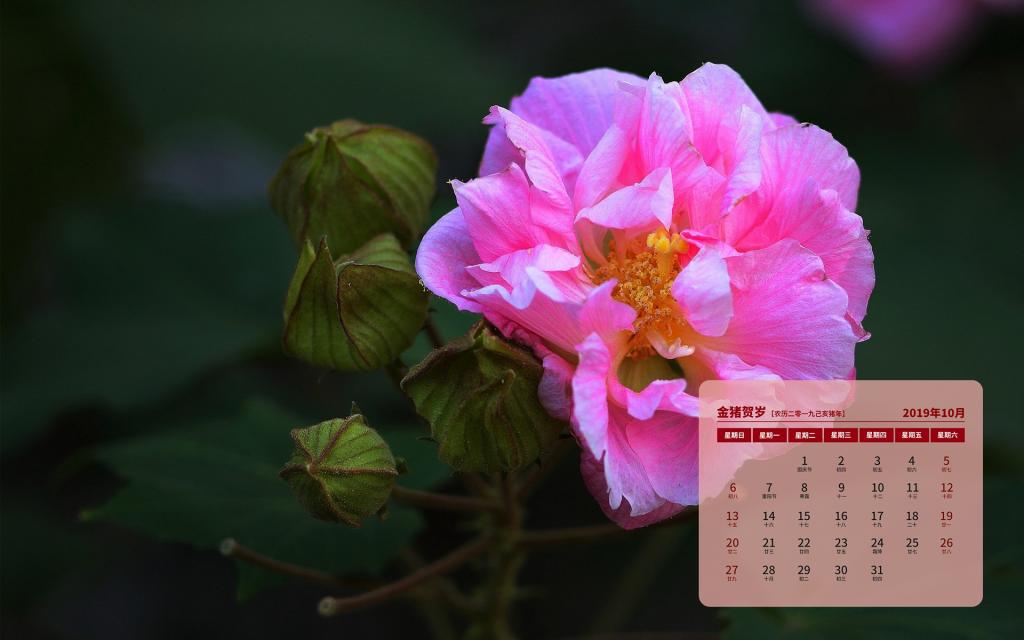 2019年10月纯洁寓意的芙蓉日历