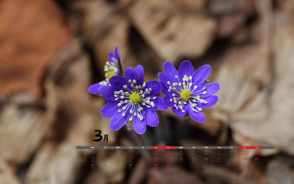 2019年3月小清新春天风景唯美写真日历