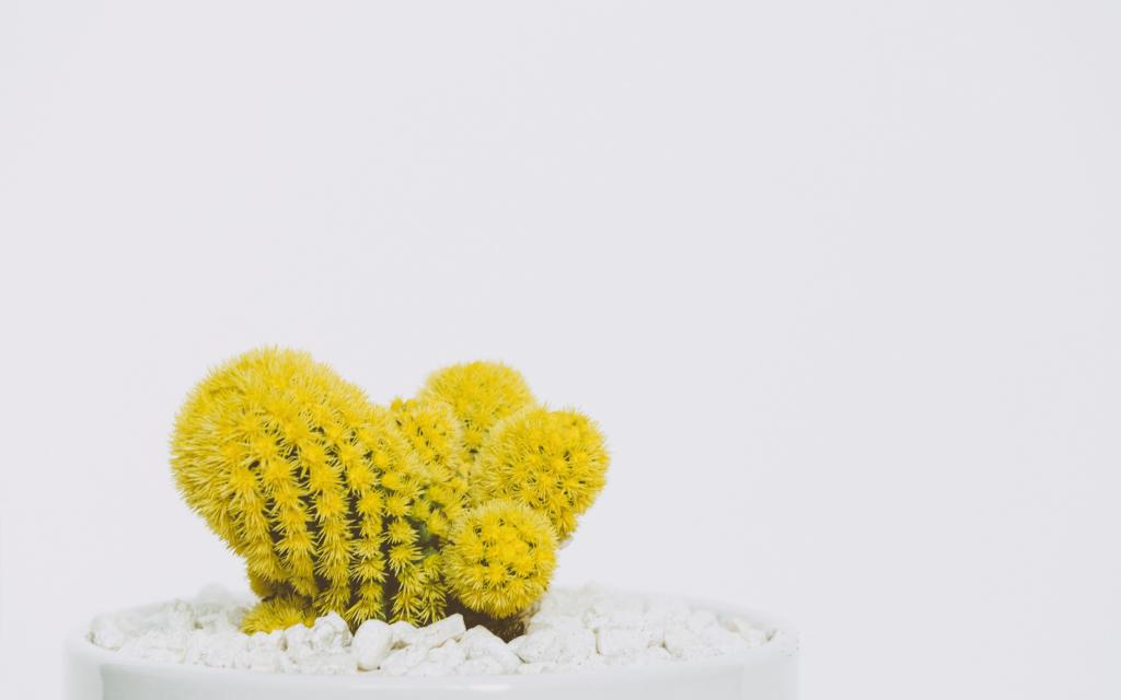 充满艺术感的小仙人掌摆设