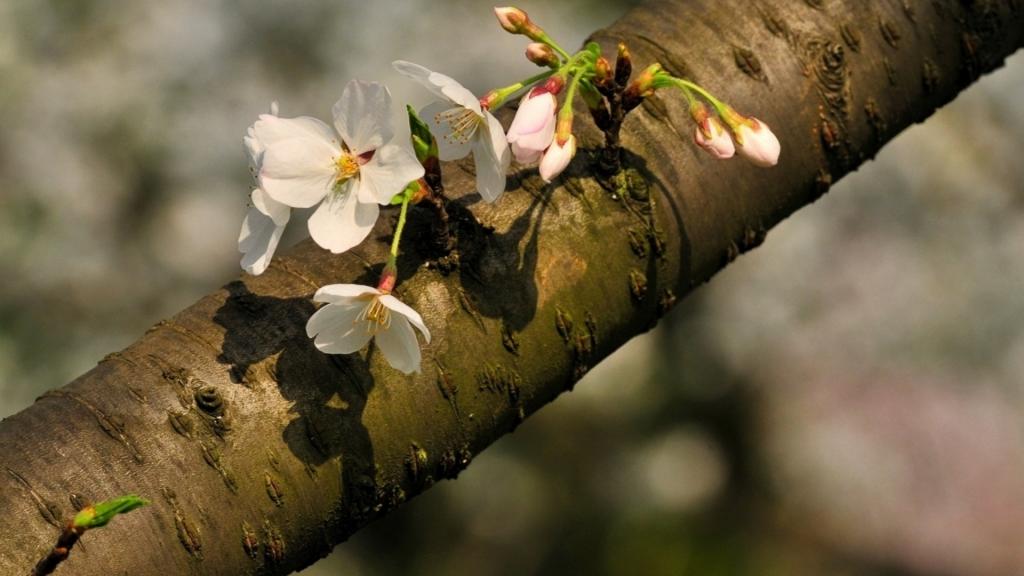 樱花花语(除你之外,别无他爱)