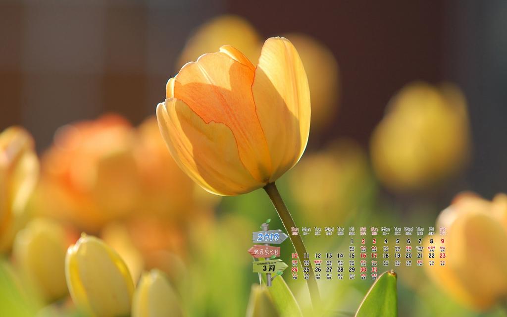 2019年3月小清新春天风景唯美写真日历