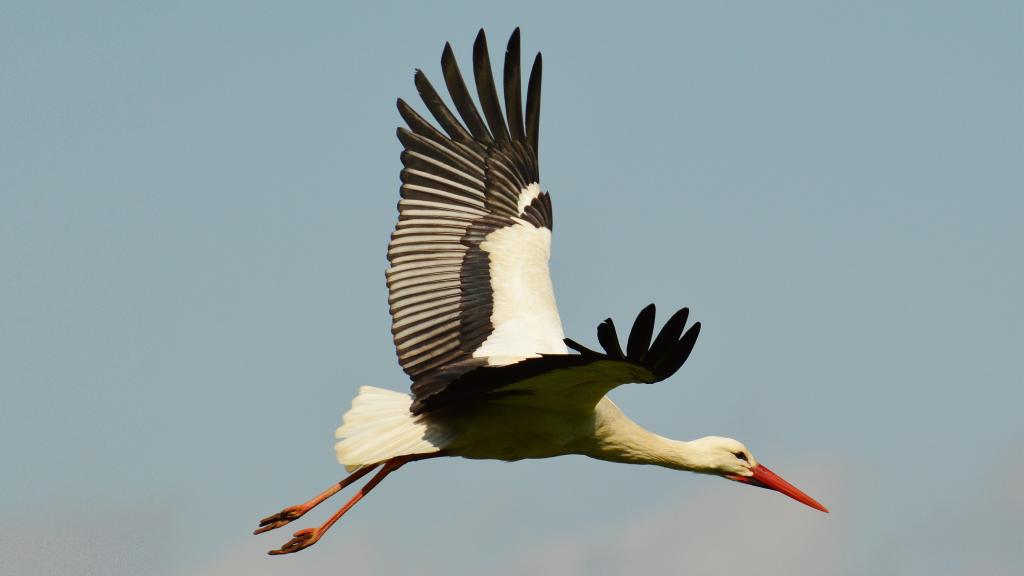 飞舞的拨浪鼓鹳