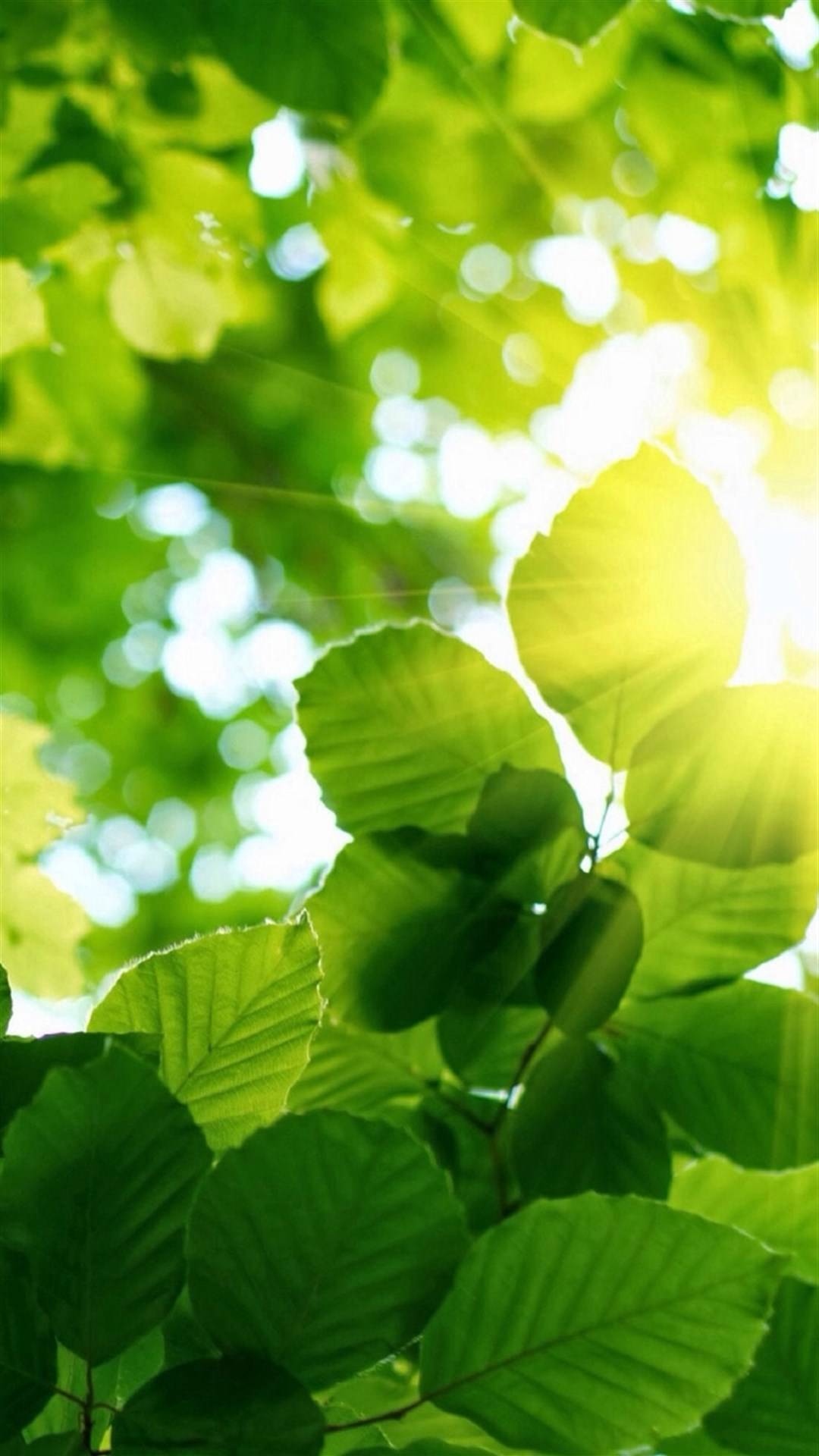 绿色植物护眼锁屏