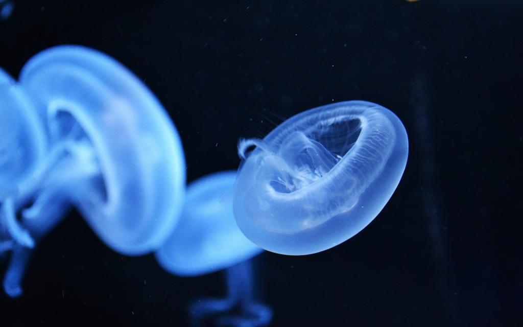 蓝色水母微距写真