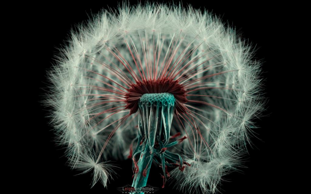 蒲公英唯美写真