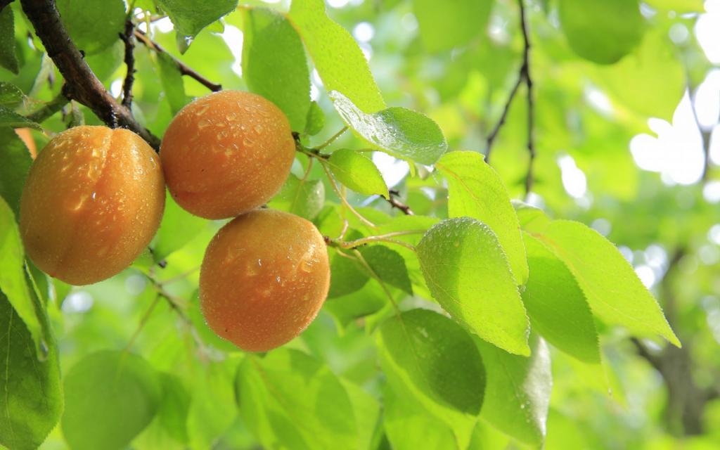 新鲜的水果桃子