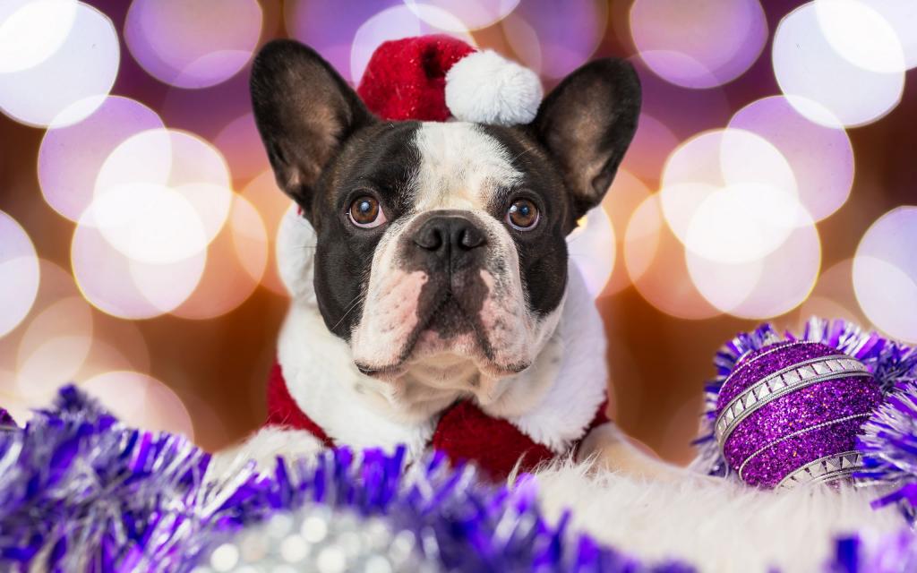 圣诞装的可爱小狗