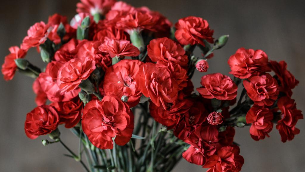 教师节到了，除了康乃馨还可以送这些花