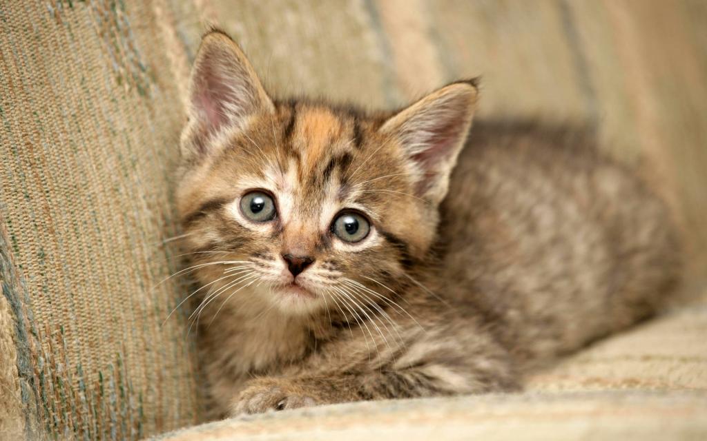宽屏白色猫咪