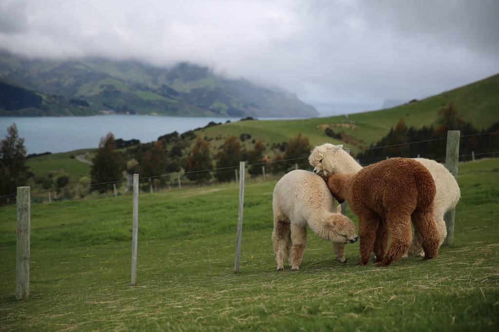 新西兰莎码拉羊驼牧场