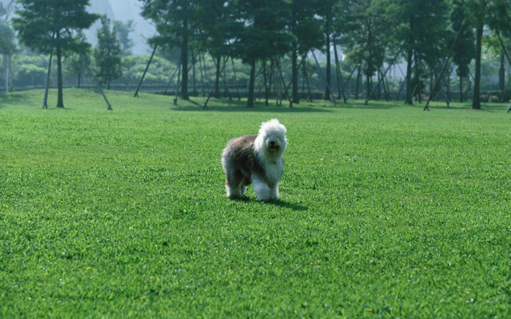 宠物小狗草地玩耍
