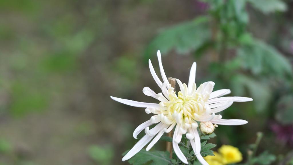 花园里盛开的鲜花