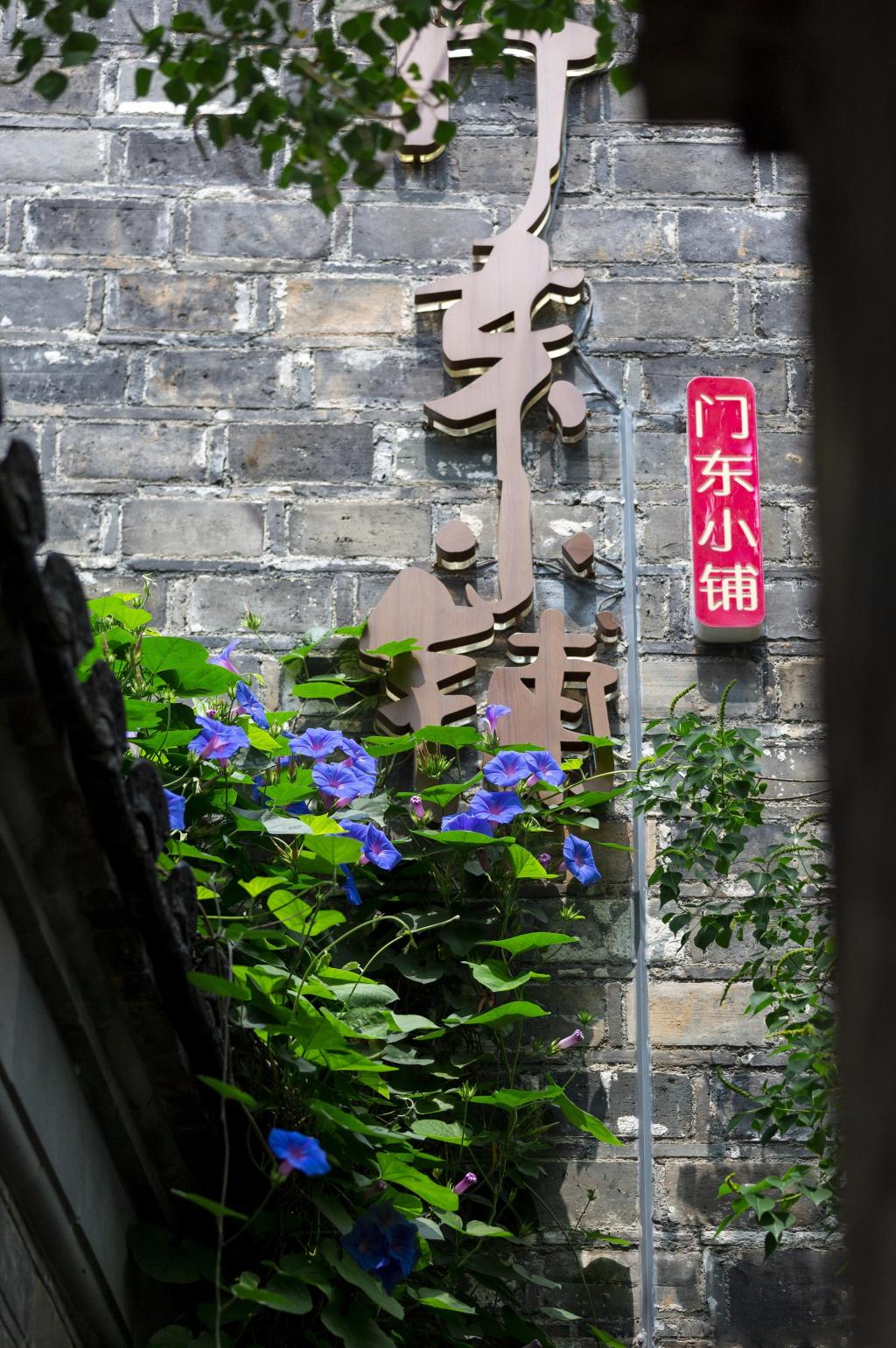 南京古城唯美牵牛花随拍