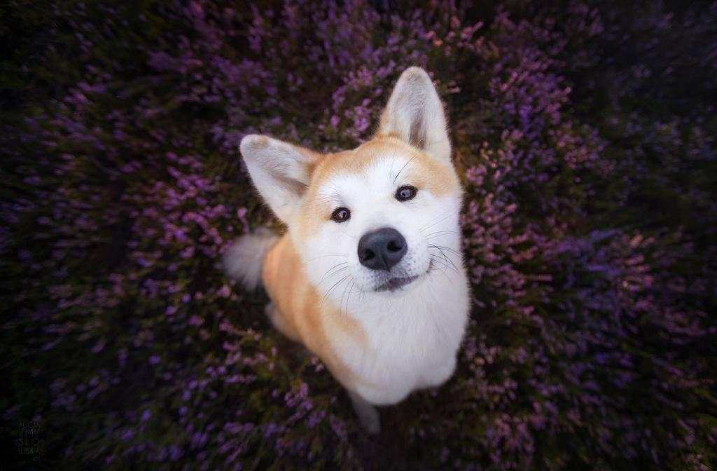 勇猛又可爱的秋田犬