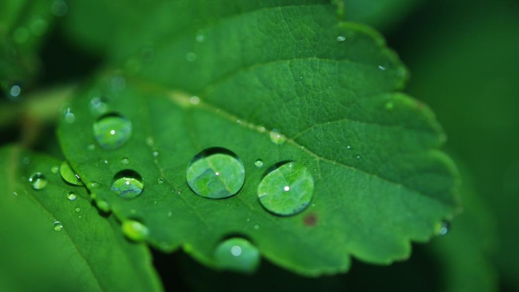 绿色植物露水水珠