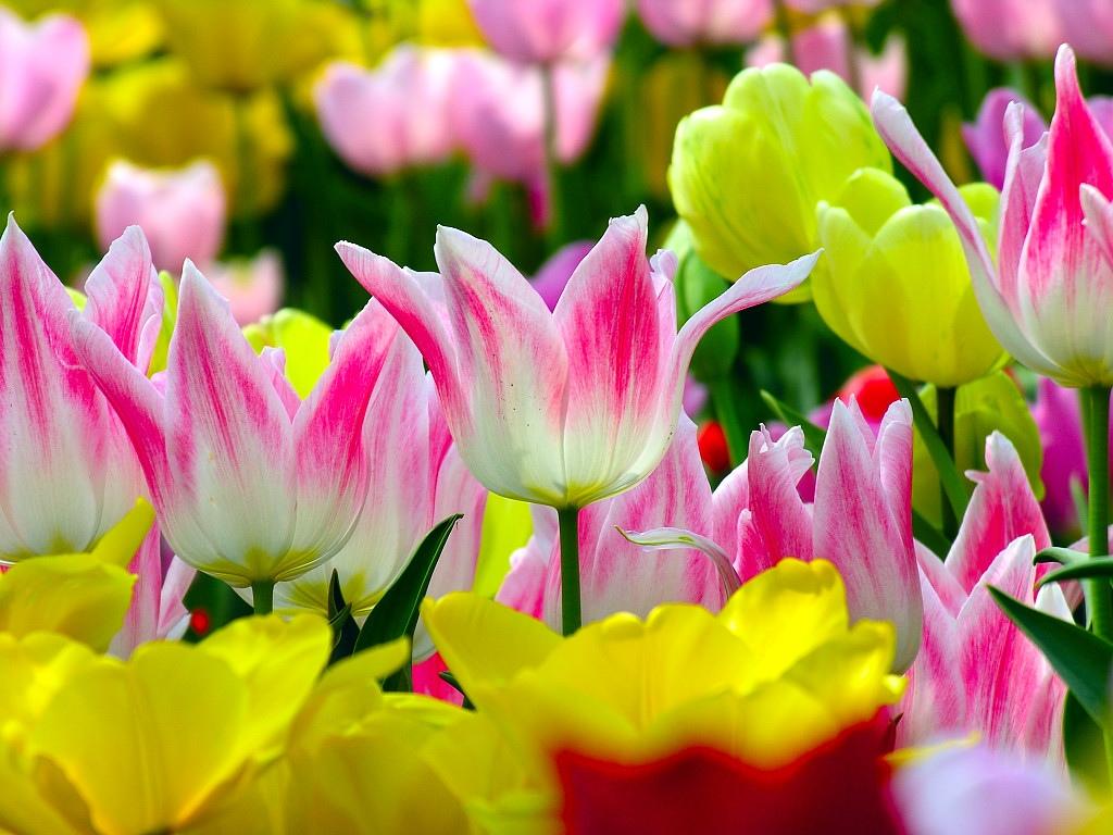 花团锦簇的郁金香